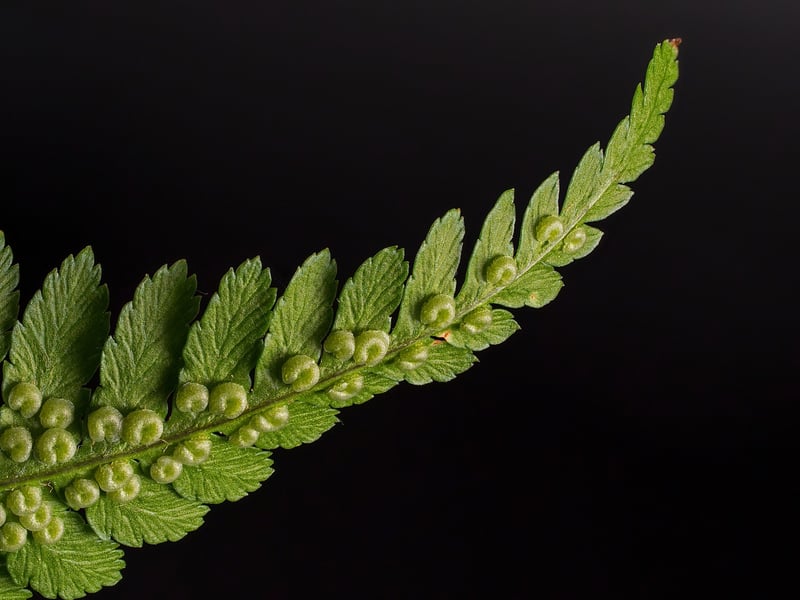 Fairy Fern