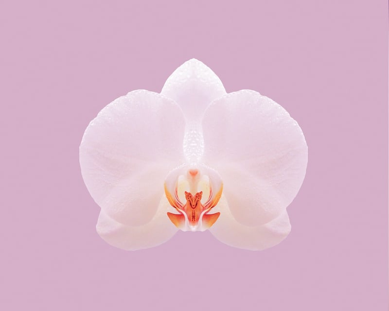 Enchanted Orchid